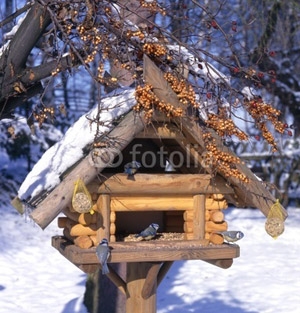 Vögel füttern im Winter – ja! – Aber richtig! ©Omika/fotolia.com
